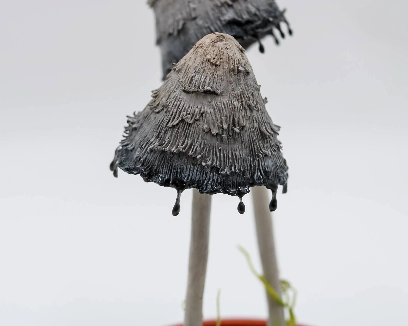 Shaggy mane ink cap mushroom sculpture