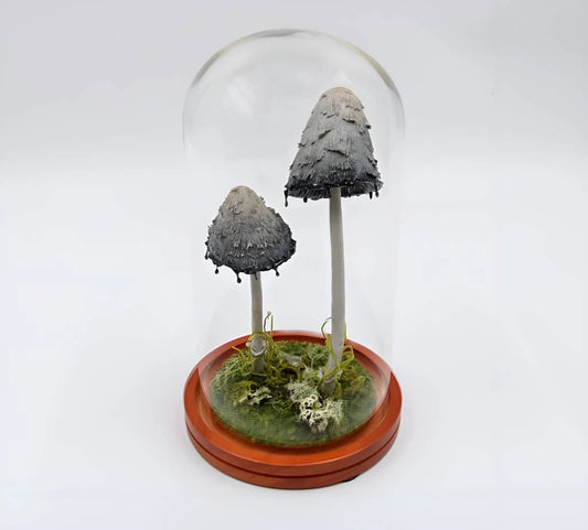 Shaggy Mane Ink Cap Drippy Mushrooms Moss Botanical Terrarium Dome